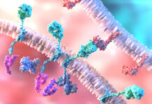 Terapia cellulare CAR-T, la CE autorizza lisocabtagene maraleucel