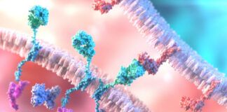 Terapia cellulare CAR-T, la CE autorizza lisocabtagene maraleucel