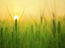 Agrofarmaco, ricavi in aumento per Sipcam Oxon