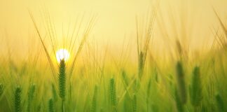 Agrofarmaco, ricavi in aumento per Sipcam Oxon