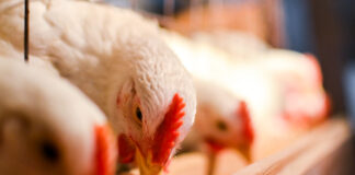 Montanide Gel P PR, un adiuvante acquoso per vaccini iniettabili dedicati alle specie aviarie