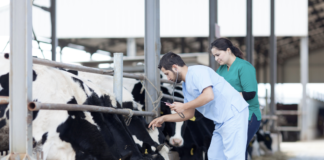 EMA/EFSA, un report sull’esposizione ai residui di medicinali veterinari nella dieta umana
