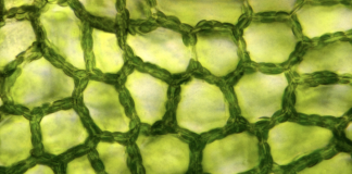 Una tecnologia “total green”, per lo sviluppo di coltura da cellule vegetali