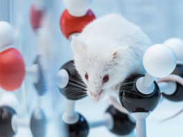 In2Sight: sperimentazioni in vivo sempre più sostenibili