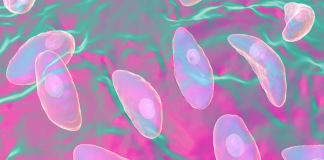 Un parassita ingegnerizzato per trasportare proteine terapeutiche al sistema nervoso centrale