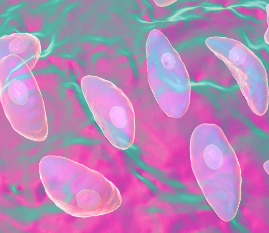 Un parassita ingegnerizzato per trasportare proteine terapeutiche al sistema nervoso centrale