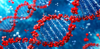 DNA sintetico per replicare il processo di formazione e smantellamento delle strutture molecolari