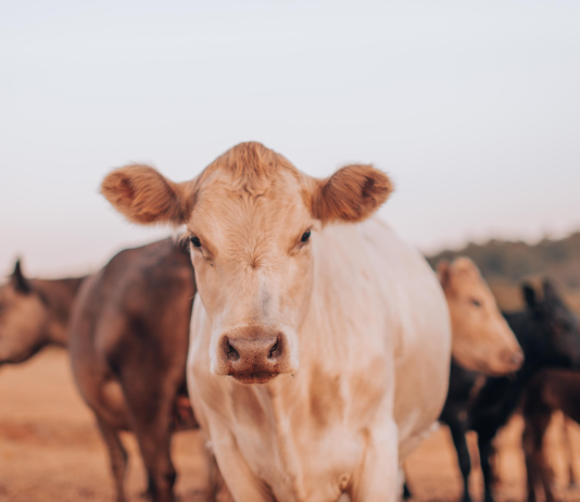 Il mercato degli antibiotici per gli animali nel rapporto di EMA per il 2023