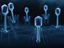 EMA, bozza di linea guida sugli aspetti di qualità dei prodotti per terapia fagica