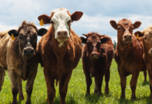 Vendite e l’utilizzo degli antimicrobici negli animali, i nuovi dati per il 2024