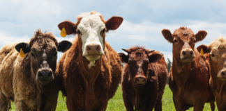 Vendite e l’utilizzo degli antimicrobici negli animali, i nuovi dati per il 2024