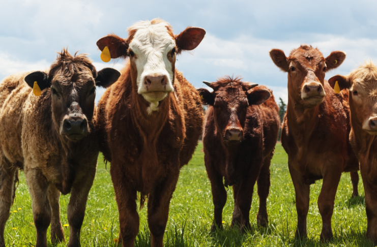 Vendite e l’utilizzo degli antimicrobici negli animali, i nuovi dati per il 2024