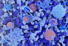 Le sfide nello sviluppo delle immunoglobuline