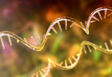 Il ruolo chiave della proteina eIF6 nella regolazione della sintesi proteica