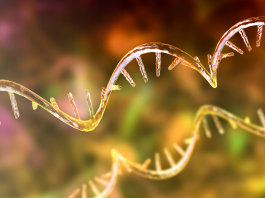 Il ruolo chiave della proteina eIF6 nella regolazione della sintesi proteica