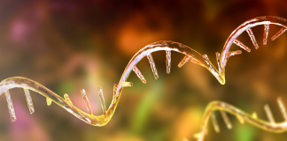 Il ruolo chiave della proteina eIF6 nella regolazione della sintesi proteica