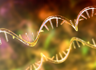 Il ruolo chiave della proteina eIF6 nella regolazione della sintesi proteica