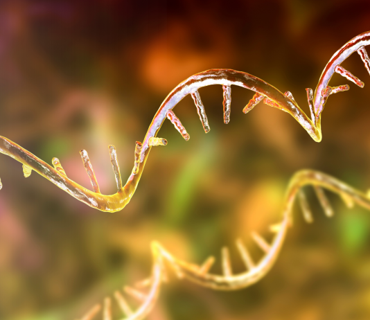 Il ruolo chiave della proteina eIF6 nella regolazione della sintesi proteica