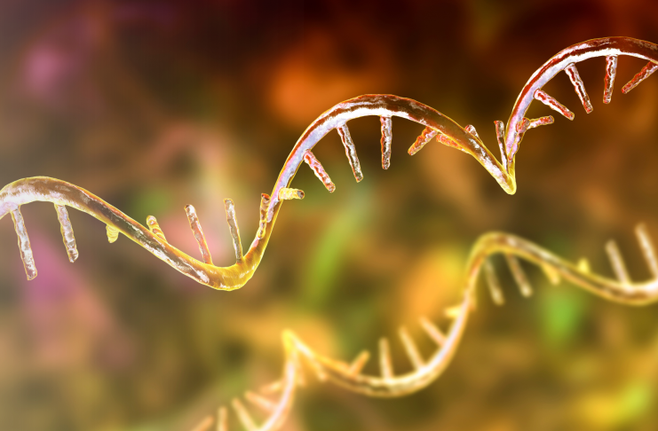 Il ruolo chiave della proteina eIF6 nella regolazione della sintesi proteica