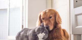 NGF e dolore cronico negli animali: nuove prospettive con gli anticorpi monoclonali