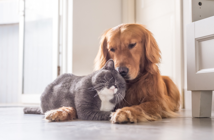 NGF e dolore cronico negli animali: nuove prospettive con gli anticorpi monoclonali