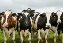 Farmacovigilanza veterinaria, un nuovo concept paper da EMA Farmacovigilanza veterinaria