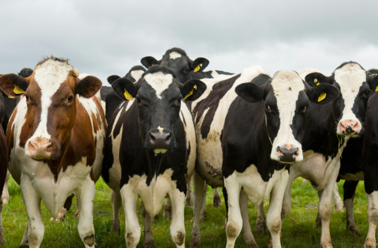 Farmacovigilanza veterinaria, un nuovo concept paper da EMA Farmacovigilanza veterinaria