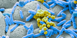 EMA, concept paper sui prodotti medicinali basati sul microbioma Microbioma