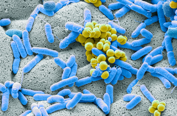 EMA, concept paper sui prodotti medicinali basati sul microbioma Microbioma