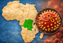 Ebola, il punto dell’Organizzazione Mondiale della Sanità