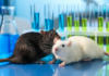 Sperimentazione animale sulle sostanze chimiche, la roadmap per il phasing out