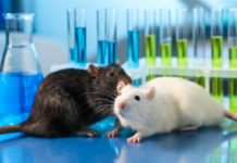 Sperimentazione animale sulle sostanze chimiche, la roadmap per il phasing out