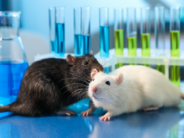 Sperimentazione animale sulle sostanze chimiche, la roadmap per il phasing out