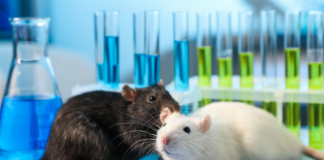 Sperimentazione animale sulle sostanze chimiche, la roadmap per il phasing out