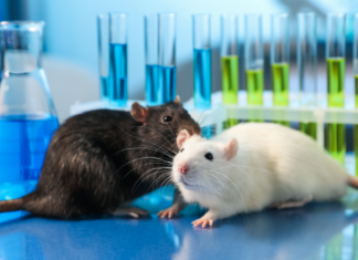 Sperimentazione animale sulle sostanze chimiche, la roadmap per il phasing out