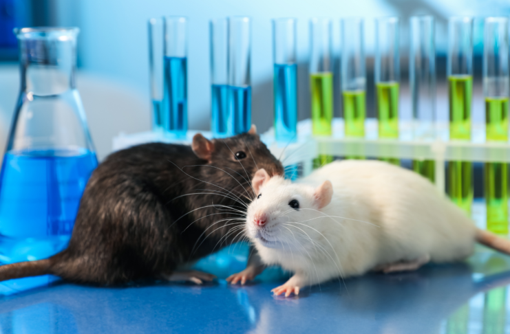 Sperimentazione animale sulle sostanze chimiche, la roadmap per il phasing out