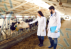 Medicinali veterinari, il punto sulle attività del CVMP per gli antimicrobici 2021-2025 Farmaci veterinari - AMR