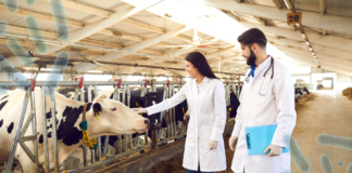 Medicinali veterinari, il punto sulle attività del CVMP per gli antimicrobici 2021-2025 Farmaci veterinari - AMR