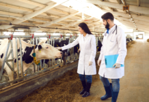 User safety per i medicinali veterinari: consultazione sulle bozze di linea guida