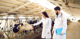 User safety per i medicinali veterinari: consultazione sulle bozze di linea guida