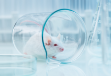 Da ICMRA un appello a proseguire con l’impegno sui metodi alternativi alla sperimentazione animale