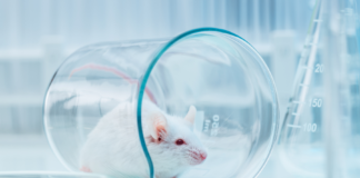 Da ICMRA un appello a proseguire con l’impegno sui metodi alternativi alla sperimentazione animale