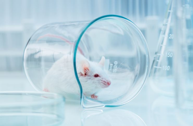 Da ICMRA un appello a proseguire con l’impegno sui metodi alternativi alla sperimentazione animale