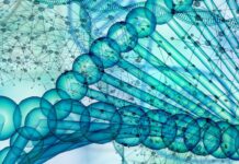 Il potenziale per il biotech europeo secondo il Consiglio Europeo per la Ricerca