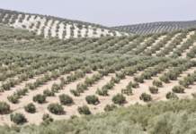 investimenti in olivicoltura