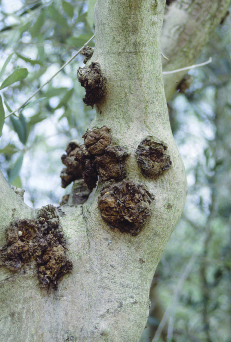 potatura