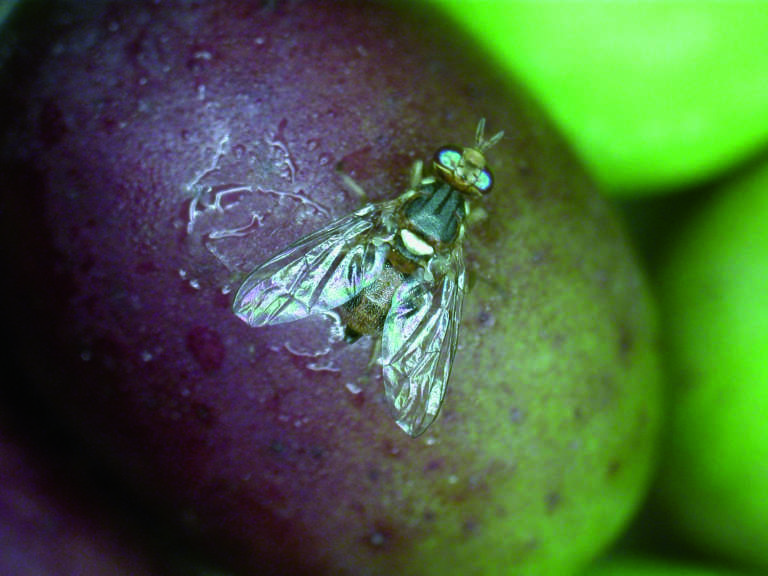mosca dell'olivo