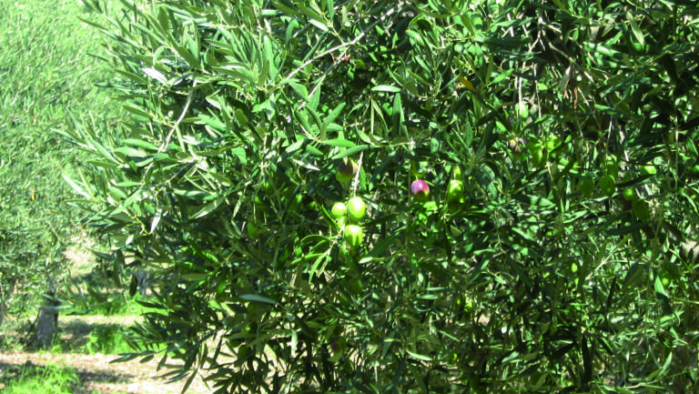 mercato americano dell'olio