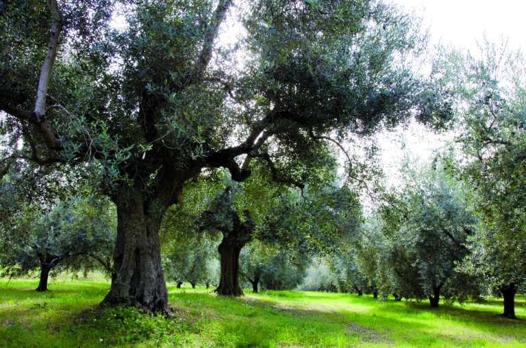 olio extravergine