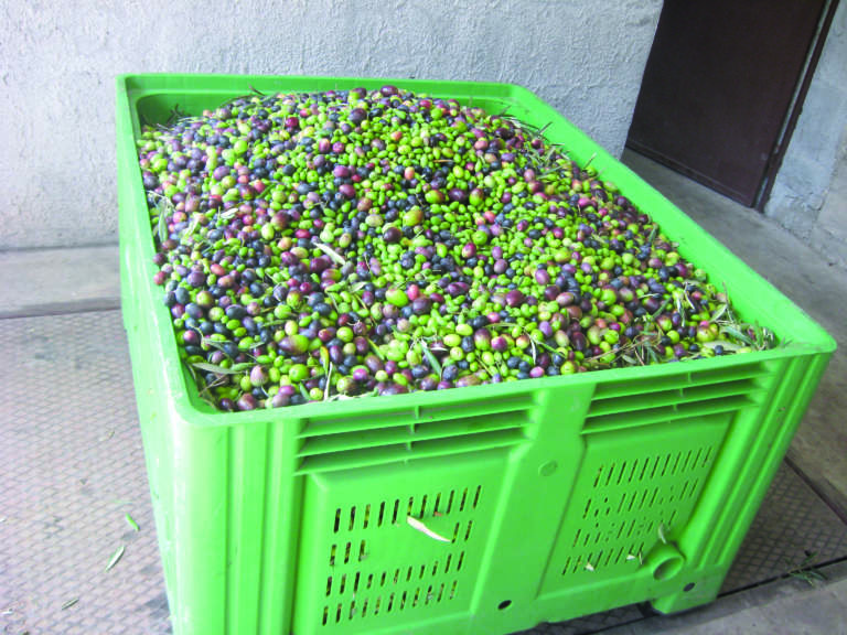 olio evo